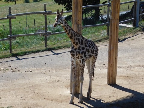 Girafe.